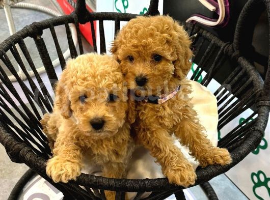 Boy Kg Garanti̇li̇ Kivir Kivir Poodle Bebekler görsel