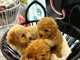 BOY KG GARANTİLİ KIVIR KIVIR POODLE BEBEKLER