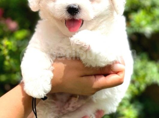 Bichon Frise görsel