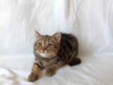 british sorthair brown tabby kitten