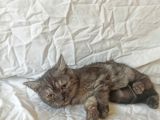 british sorthair black tabby kitten