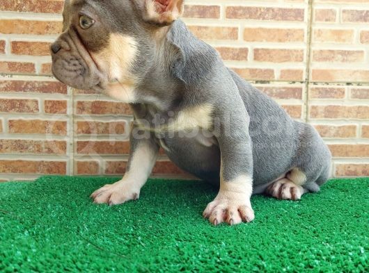 25 Aylik Erkek French Bulldog Blue Tan - Aşili Karneli̇ Çi̇pl görsel