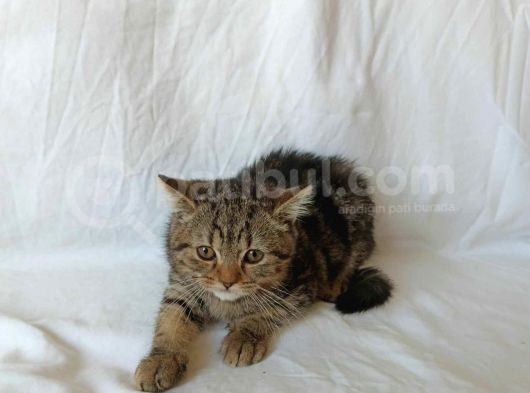 British Sorthair Brown Tabby Kitten görsel