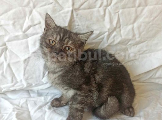 British Sorthair Black Tabby Kitten görsel