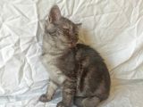 British Sorthair Black Tabby Kitten