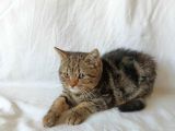 British Sorthair Brown Tabby Kitten