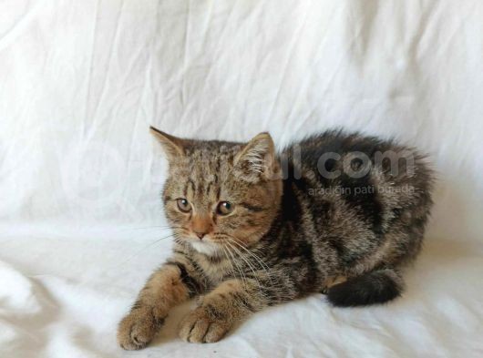 British Sorthair Brown Tabby Kitten görsel