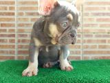 25 Aylik Erkek French Bulldog Blue Tan - Aşili Karneli̇ Çi̇pl