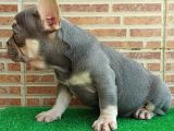 25 Aylik Erkek French Bulldog Blue Tan - Aşili Karneli̇ Çi̇pl