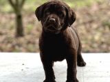 Safkan A Secereli Çikolata Labrador Yavruları