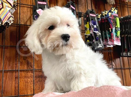 Bembeyaz Maltese Terri̇er 0 Numara görsel