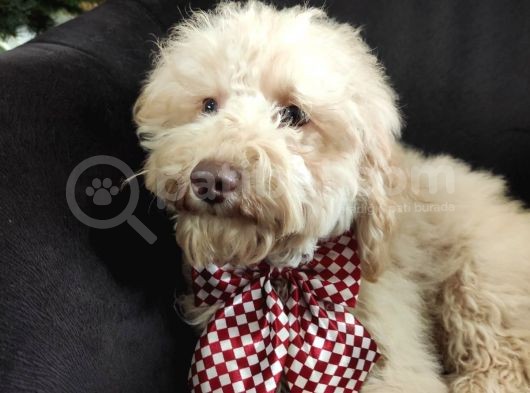 A Scr Muhteşem Toy Poodle  Yavrularimiz görsel