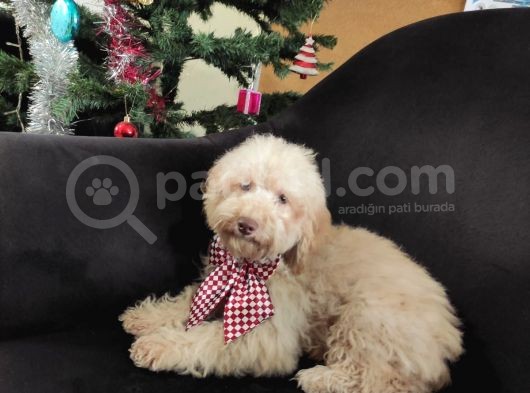A Scr Muhteşem Toy Poodle  Yavrularimiz görsel