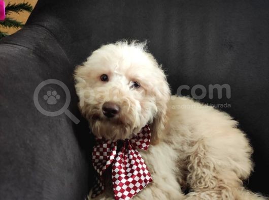 A Scr Muhteşem Toy Poodle  Yavrularimiz görsel
