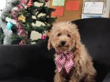 A Scr Muhteşem Toy Poodle  Yavrularimiz
