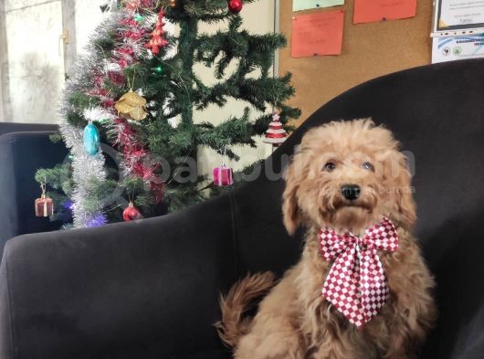 A Scr Muhteşem Toy Poodle  Yavrularimiz görsel