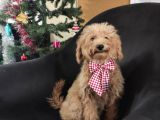 A SCR MUHTEŞEM TOY POODLE  YAVRULARIMIZ