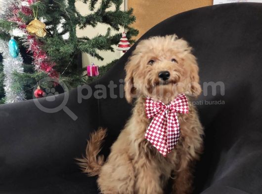 A Scr Muhteşem Toy Poodle  Yavrularimiz