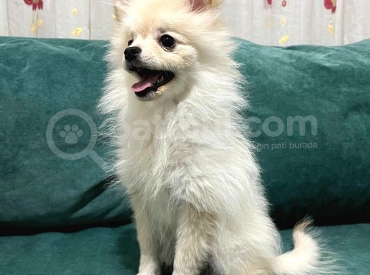 6 Aylık Dişi Pomeranian Boo görsel