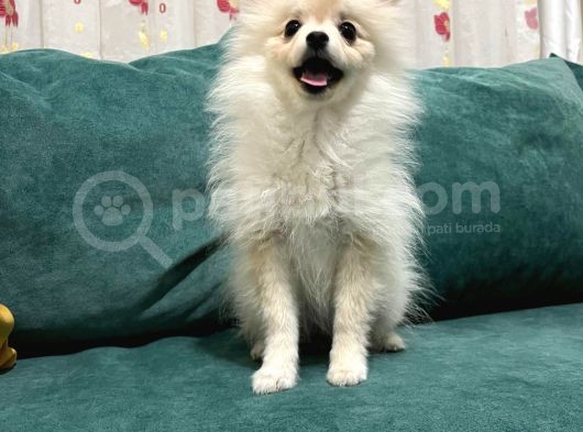 6 Aylık Dişi Pomeranian Boo görsel