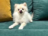 6 Aylık Dişi Pomeranian Boo