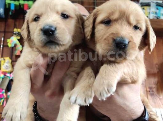 Bebek Yüzlü Golden A Kali̇te Irk