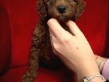 Red Brown Renkli̇ Toy Poodle Yavrular