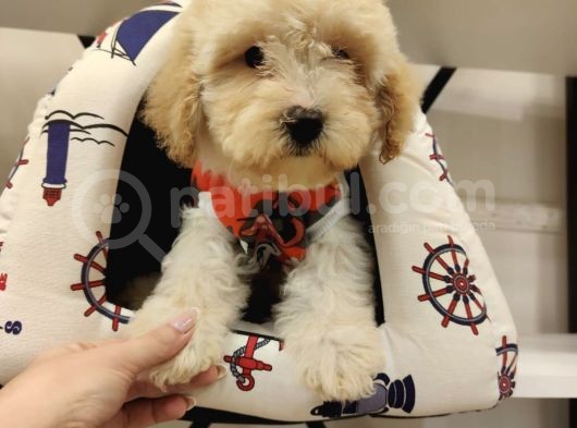 Pofuduk Malti̇po Bebekler görsel