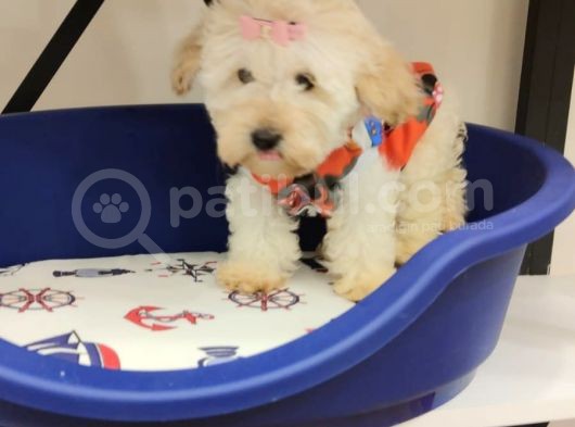 Pofuduk Malti̇po Bebekler görsel