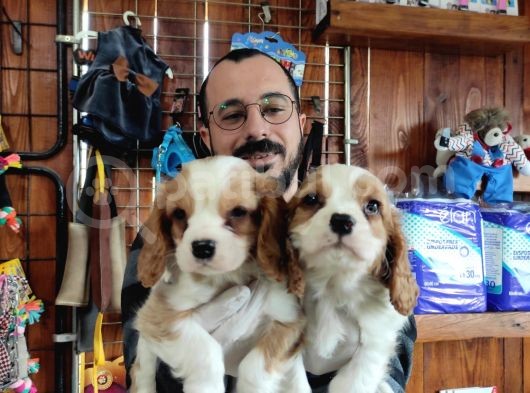 Muhteşem Cavali̇er Ki̇ng Charles Yavrular görsel