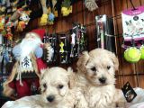 Sevi̇mli̇ Malti̇poo Bebekler