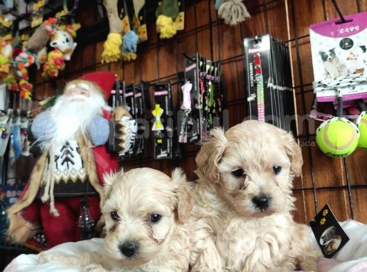 Sevi̇mli̇ Malti̇poo Bebekler görsel