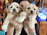 SEVİMLİ MALTİPOO BEBEKLER