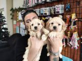 Sevi̇mli̇ Malti̇poo Bebekler