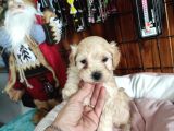 Sevi̇mli̇ Malti̇poo Bebekler