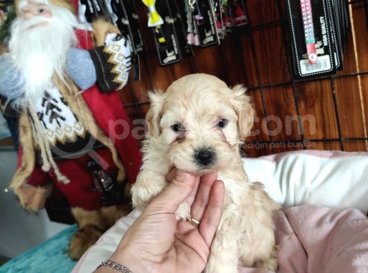 Sevi̇mli̇ Malti̇poo Bebekler görsel