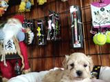 Sevi̇mli̇ Malti̇poo Bebekler