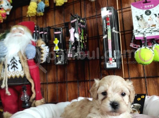 Sevi̇mli̇ Malti̇poo Bebekler görsel