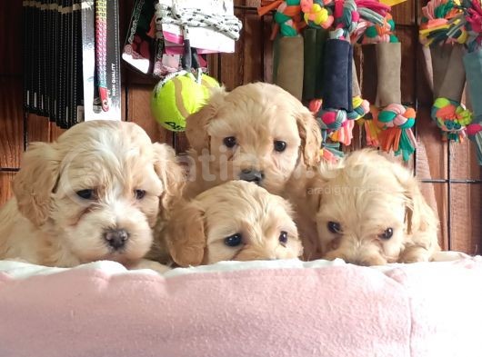 Taptatli Sevi̇mli̇ Maltipoo Bebekleri̇mi̇z