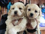 Taptatli Sevi̇mli̇ Maltipoo Bebekleri̇mi̇z
