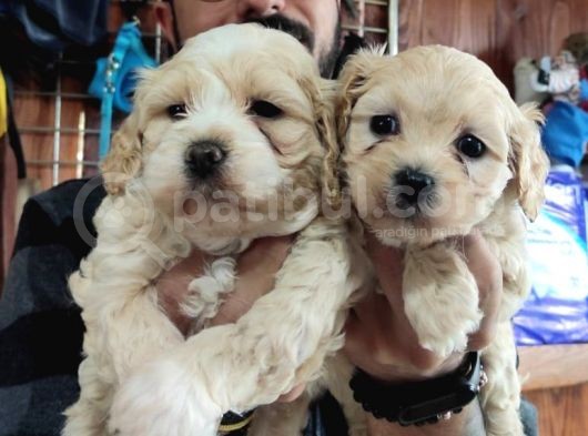 Taptatli Sevi̇mli̇ Maltipoo Bebekleri̇mi̇z görsel