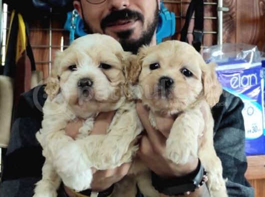 Taptatli Sevi̇mli̇ Maltipoo Bebekleri̇mi̇z görsel