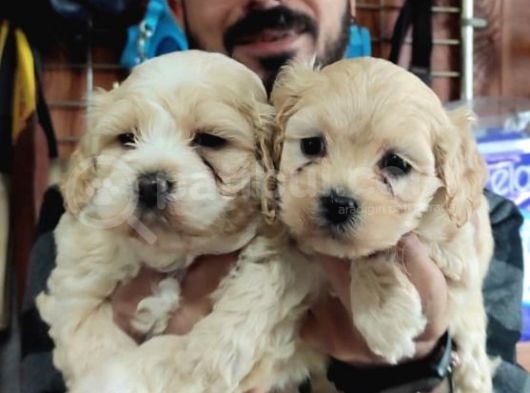 Taptatli Sevi̇mli̇ Maltipoo Bebekleri̇mi̇z görsel