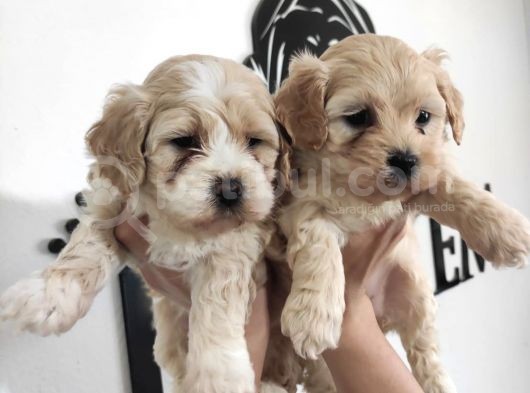 Taptatli Sevi̇mli̇ Maltipoo Bebekleri̇mi̇z görsel