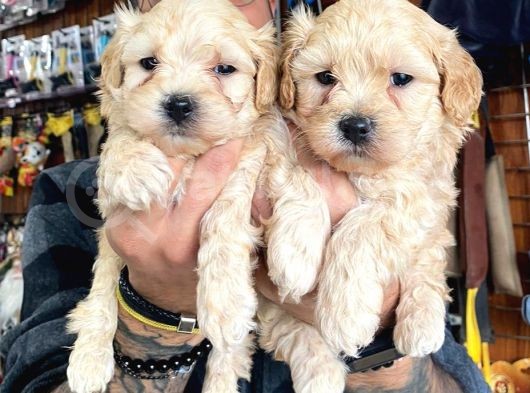 Taptatli Sevi̇mli̇ Maltipoo Bebekleri̇mi̇z görsel