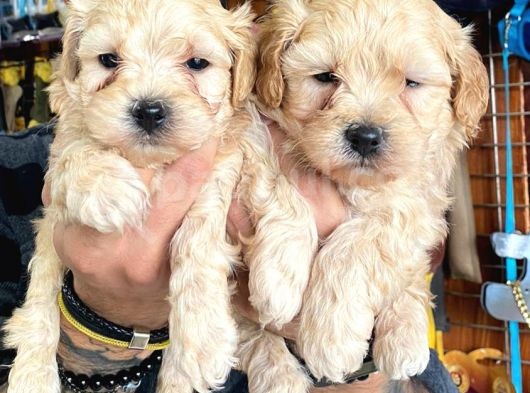 Taptatli Sevi̇mli̇ Maltipoo Bebekleri̇mi̇z görsel
