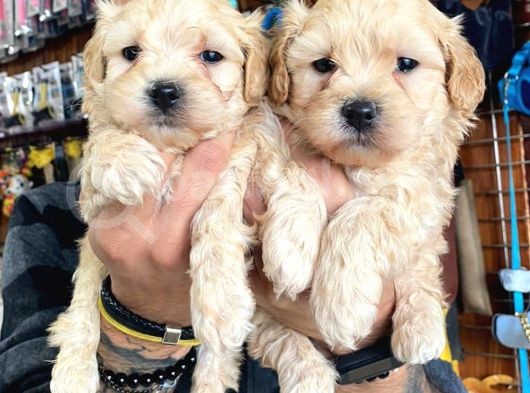 Taptatli Sevi̇mli̇ Maltipoo Bebekleri̇mi̇z görsel