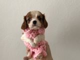 Kuzeypuppi̇es Ki̇ng Charles Yavrulari