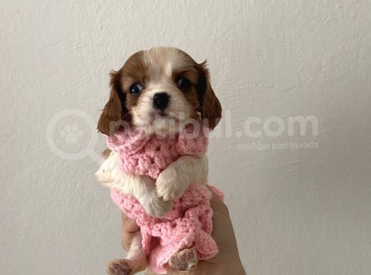 Kuzeypuppi̇es Ki̇ng Charles Yavrulari görsel