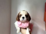 Tatlış Cavalier King Charles Yavruları